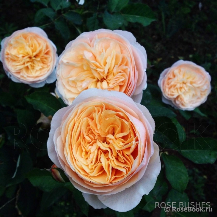 �������. Juliet. (����.)